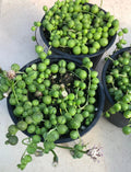 String of Pearls Plant, 4" Diameter, Senecio Rowleyanus, Beautiful Indoor Succulent, Low Maintenance Houseplant