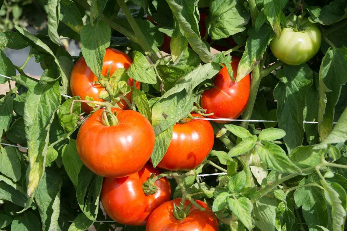 Rutgers Tomato Seeds, 30 Non-GMO Seeds, Jersey Variety, Lycopersicon esculentum
