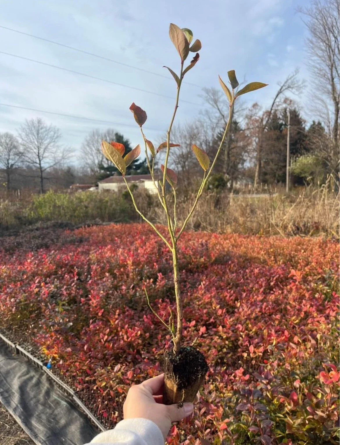 Rooted Blueberry Plants - Highbush Variety - Vaccinium corymbosum - Edible Fruit for Home Garden