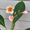 Fireblast Plumeria Cutting - Mid Cut - Tropical Flowering Plant - Plumeria spp.