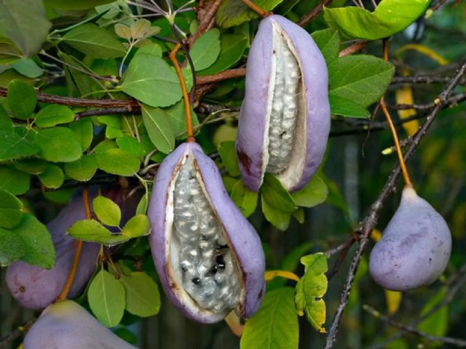 Chocolate Vine Seeds - 5 Count 'Purple Bouquet' Edible Akebia quinata | Free Shipping