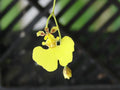 Oncidium prionochilum Bloom Size Bare Root Species - 15+ Plants for Orchids Collection, Orchid Care