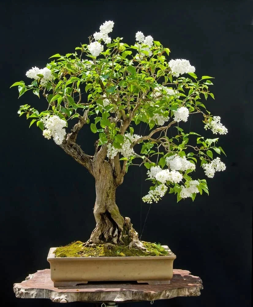 Japanese White Lilac Bonsai Seeds - 30 Seeds - Syringa reticulata - Ideal for Planting, Indoor & Outdoor Gardening