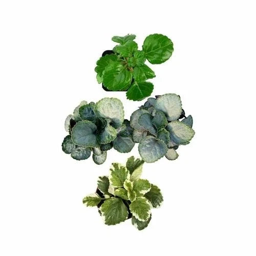 Plectranthus Swedish Ivy Assorted Rooted Starter House Plants - Easy Care Indoor Plants for Home and Office
