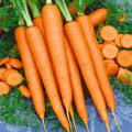 Tendersweet Carrot Seeds - 500+ Count - Long Sweet Coreless - Daucus carota