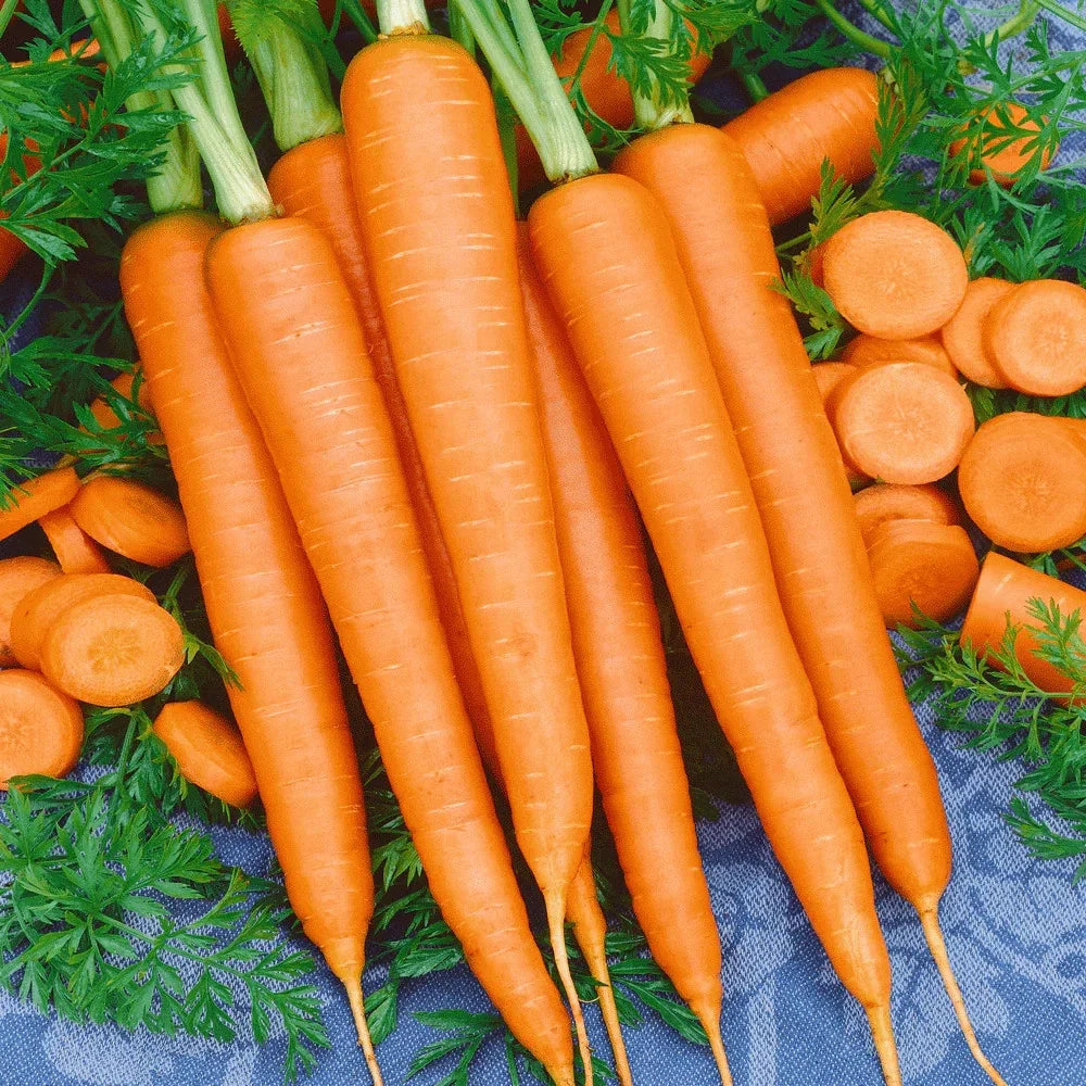 Tendersweet Carrot Seeds - 500+ Count - Long Sweet Coreless - Daucus carota