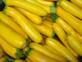 Golden Zucchini Squash Seeds 25 Ct Non-GMO Summer Vegetable Cucurbita pepo