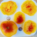 Gold Medal Bi-colored Fresh Seeds - +25 Pack - Great for Gardening - High-Quality Seed Variety