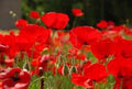 Red Poppy Seeds, 100+ Seeds, Stunning Red Variety, Papaver rhoeas - World's Most Popular Flower