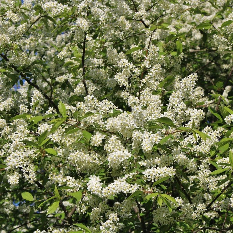 Hackberry Tree 16+ Inches Live Bare Root Celtis occidentalis Durable Wind-Resistant Zone 3-9