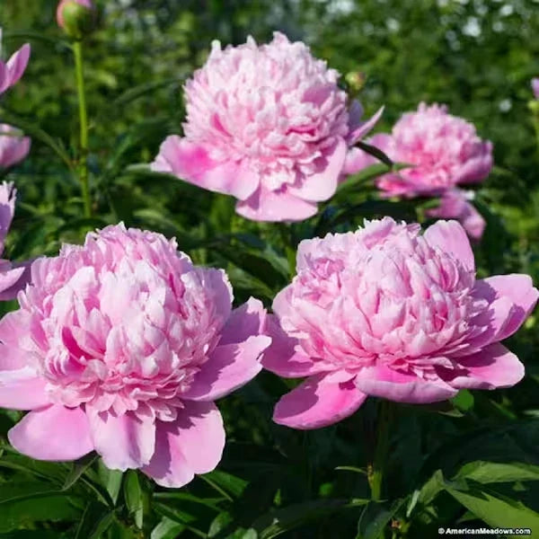 Peony Plant BareRoot Pink Double Sarah Bernhardt Perennial Flower (Paeonia lactiflora)