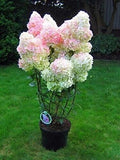 Fresh Unrooted Cuttings - Vanilla Strawberry Hydrangea Bush Tree - Hydrangea paniculata - 5+2 Free Offer