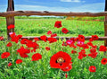 Red Corn Poppy Flower Seeds - 2001+ Native Wildflower for Garden or Container - Papaver rhoeas
