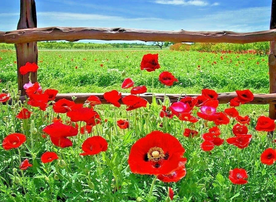 Red Corn Poppy Flower Seeds - 2001+ Native Wildflower for Garden or Container - Papaver rhoeas
