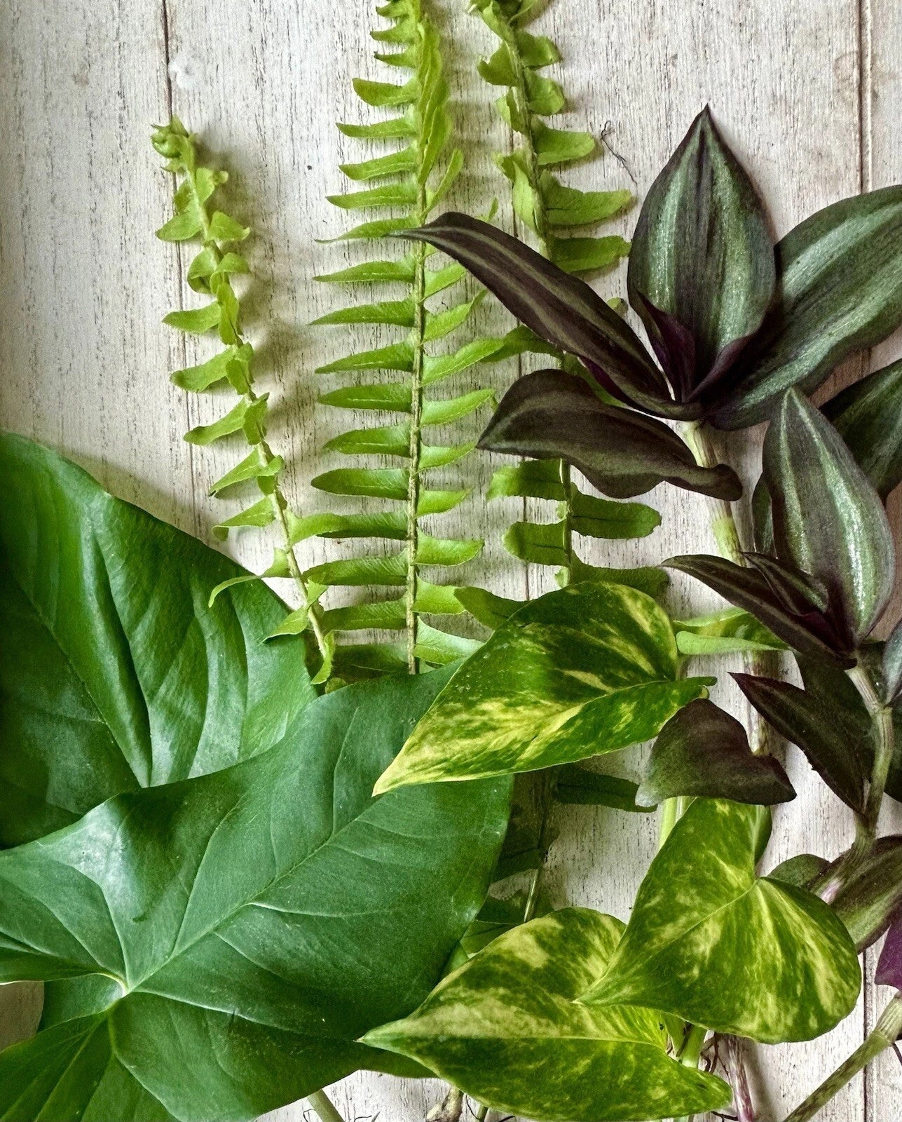 12 Rooted Plant Cuttings - Ferns, Wandering Jew, Pothos, Arrowhead Vines - Perfect for Indoor Gardening and Home Decor
