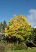 Kentucky Coffee Tree Seeds - 10 Pack - Gymnocladus dioicus - Ideal for Planting