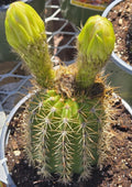 Echinopsis Golden Torch Cactus Seeds - 30 Pack - High Germination Rate - Ideal for Cactus Gardens and Terrariums