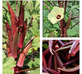 Red Burgundy Okra Seeds - 30+ Non-GMO Heirloom Seeds - Abelmoschus esculentus