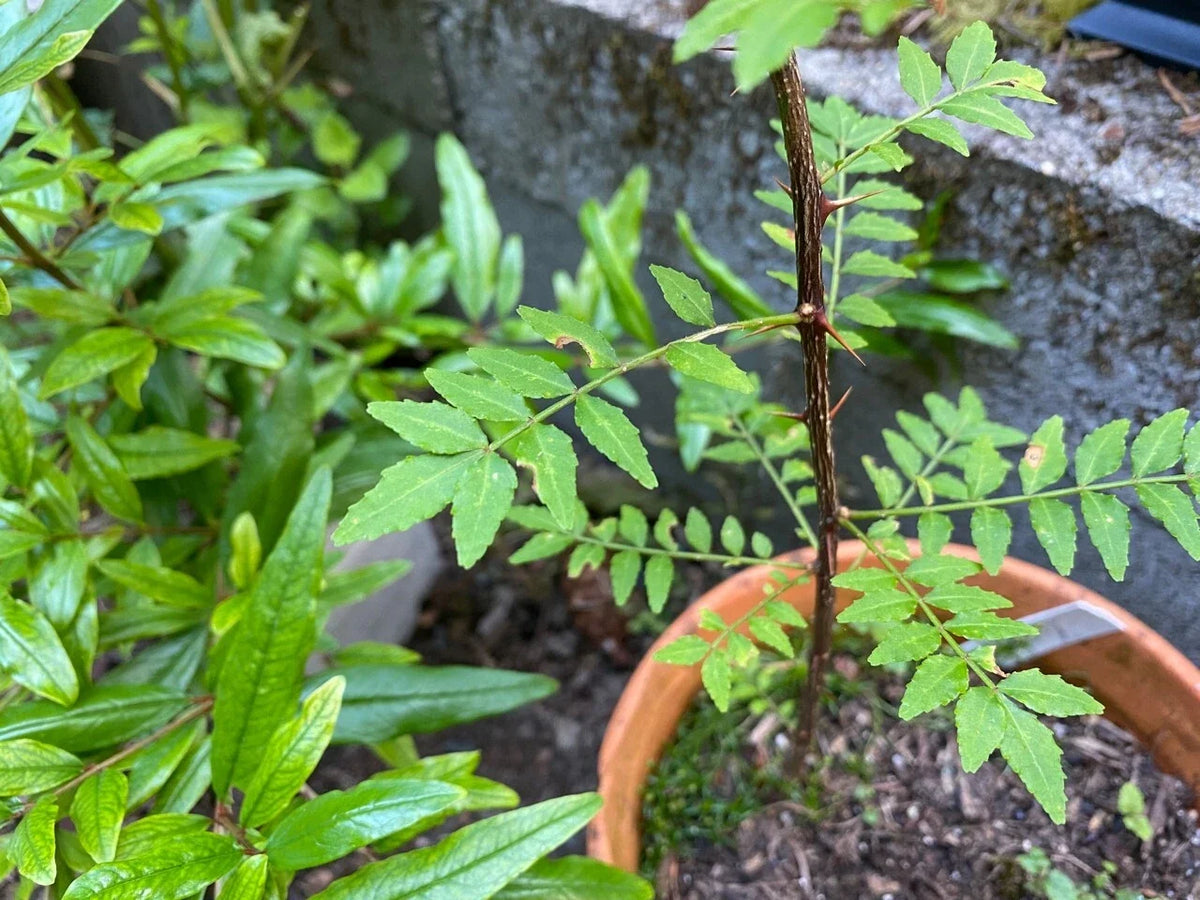 Japanese Pepper Tree Cuttings - 6 Fresh Sansho Cuttings - Zanthoxylum piperitum - Culinary Herb for Flavorful Dishes