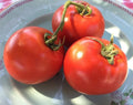 Homestead Tomato Seeds, 50 Heirloom NON-GMO Seeds, Solanum lycopersicum, Free Shipping