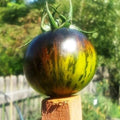 Green Zebra Tomato Seeds - Heirloom, Non-GMO, Organic - 10+ Fresh Seeds - Solanum lycopersicum