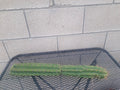Cereus Peru Cactus Cutting, 21 cm, Unique Columnar Variety, Cereus peruvianus