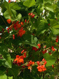 Scarlet Runner Bean Seeds - Fresh Runner Bean Seeds - Phaseolus coccineus - Non-GMO, Heirloom Variety, Free Shipping