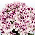 White Purple Geranium Seeds - 10 Perennial Flower Seeds - Geranium maculatum - US Seller