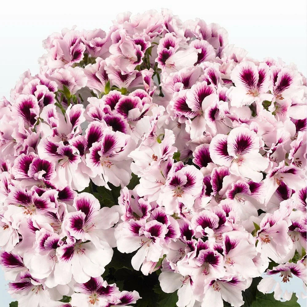 White Purple Geranium Seeds - 10 Perennial Flower Seeds - Geranium maculatum - US Seller