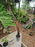 Yucca Elephantipes Plant 3" Pot Soft-tip Spineless Gigantea Mature Stem Indoor Tropical Succulent