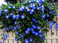 Blue Climbing Vine Seeds - 50 Count for Planting - Perfect for Landscaping - (Thunbergia alata)