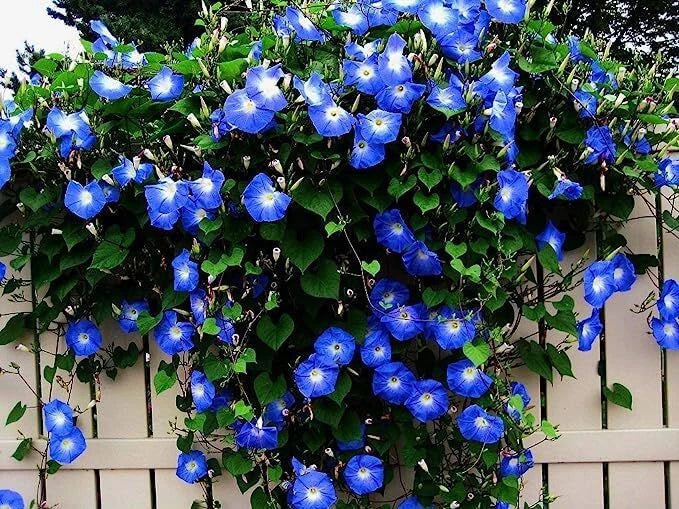 Blue Climbing Vine Seeds - 50 Count for Planting - Perfect for Landscaping - (Thunbergia alata)
