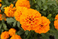 Mandarin Marigold Seeds - 25+ Pack for Garden Planting - Tagetes patula - USA Grown - Free Shipping