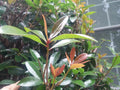Cleyera LeAnn Cuttings - 12 Evergreen Bushes for Privacy Hedge (Cleyera japonica 'LeAnn')