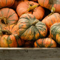 Speckled Hound Pumpkin Seeds - 25+ Seeds for Garden Planting - Cucurbita Pepo - USA Grown
