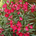 Oleander Seeds 50 Count Scarlet Red Nerium oleander Fresh Seeds for 2025
