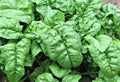 Noble Giant Spinach Seeds - 100+ NON-GMO Seeds for Home Gardening - Spinacia oleracea