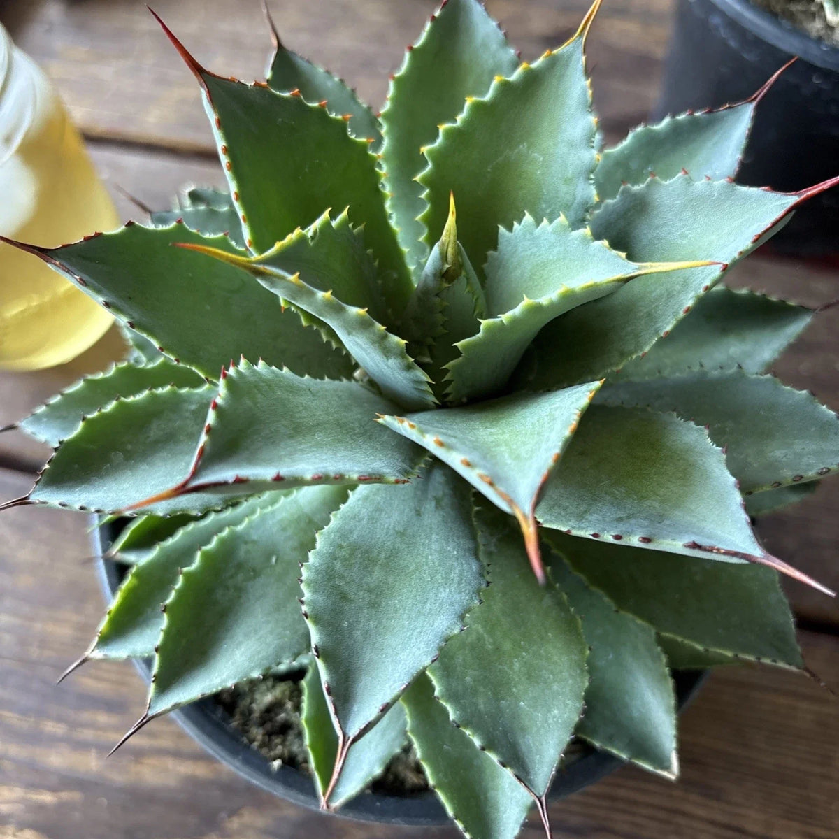 Agave Potatorum Plant, 6" Rooted in Pot, Succulent Variety, Ornamental Cactus, Home & Garden Decor