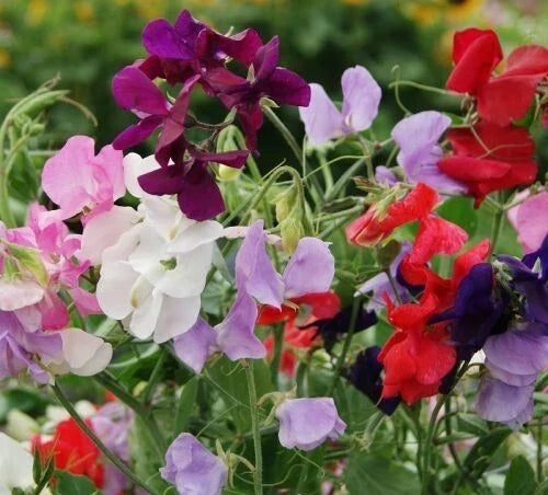 Dwarf Sweet Pea Seeds - 20+ BIJOU Royal Mix Heirloom Wildflowers - Lathyrus odoratus