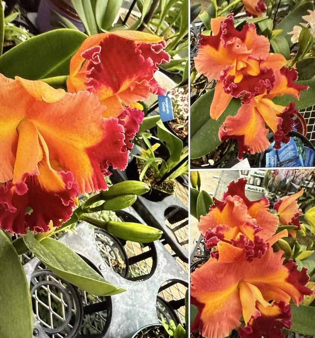 Cattleya Orchid Plant Rlc Chief Queen 3 Rooted Stem Bare Root - No Tag, Exotic Flowering Houseplant