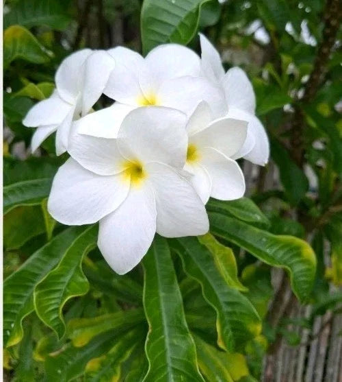 Plumeria Cutting 10" Snow Bridal Bouquet Arrow Frangipani (Plumeria Pudica) - Tropical Flowering Plant