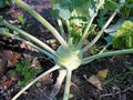 Kohlrabi Seeds - Early White Vienna, Heirloom, Non-GMO, 50+ Seeds, Brassica oleracea