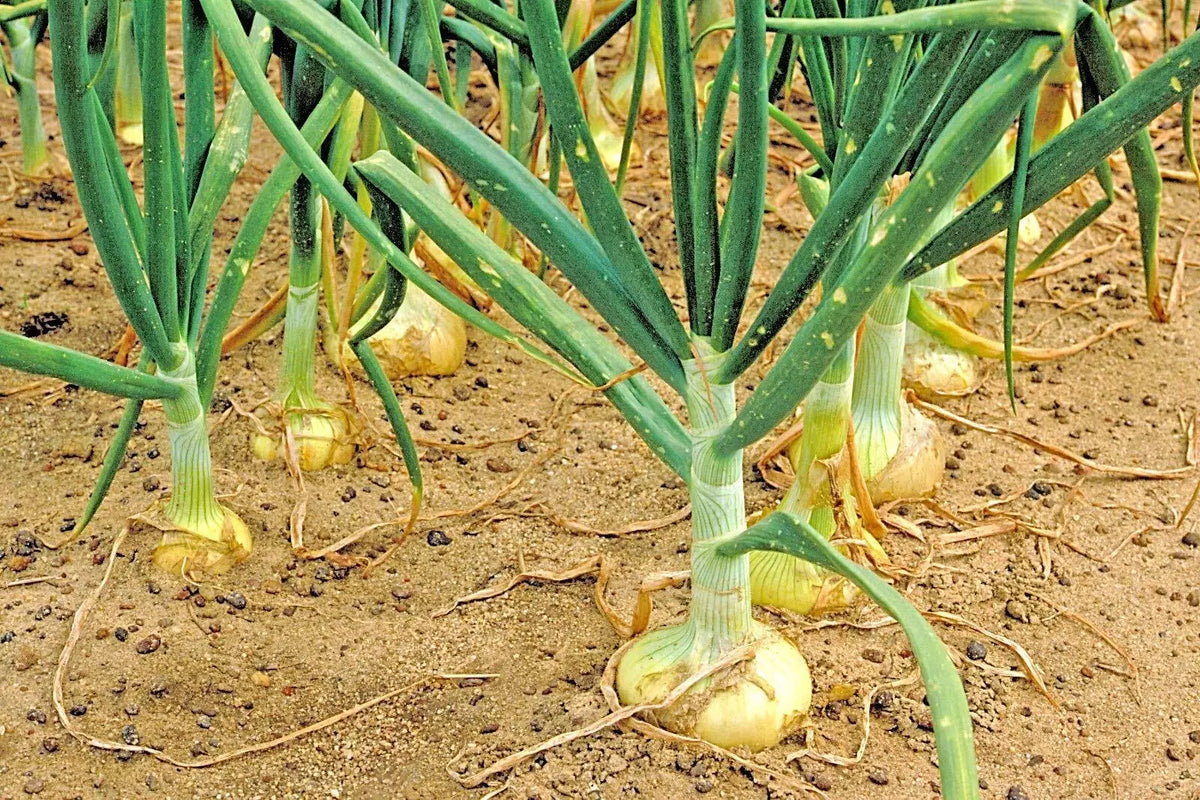 Organic Vidalia Sweet Onion Seeds Non-GMO 110/170 Days for Spring/Fall Garden (Allium cepa)