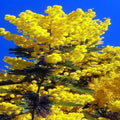 20 Sweet Acacia Tree Seeds - Fast Growing Mimosa (Acacia farnesiana) - Wattle Flower Seeds for Garden Planting