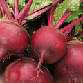 Ruby Queen Beet Seeds - Dark Red Blood Turnip, Harvard Mangel - Heirloom Vegetable Seeds for 2025 Planting