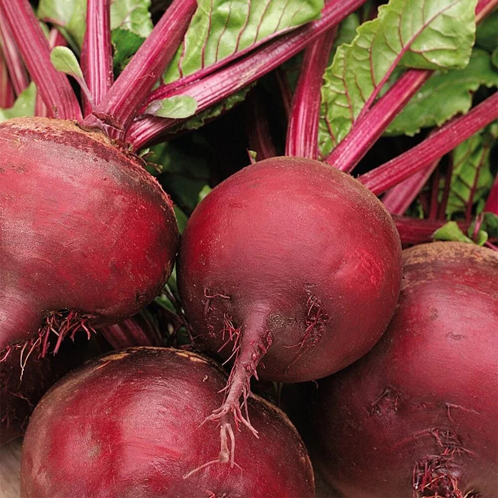 Ruby Queen Beet Seeds - Dark Red Blood Turnip, Harvard Mangel - Heirloom Vegetable Seeds for 2025 Planting