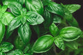 Genovese Basil Seeds 500+ Count - Italian Culinary Herb - Ocimum basilicum - Perfect for Pesto and Gardening