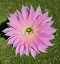 Echinopsis Hybrid Cactus Offset | S3X ON THE BEACH MEX 388-2 | Rare Import | Rooted Cactus Plant