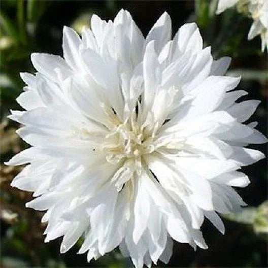 Cornflower Seeds 400 Count TALL WHITE Heirloom Non-GMO Centaurea cyanus