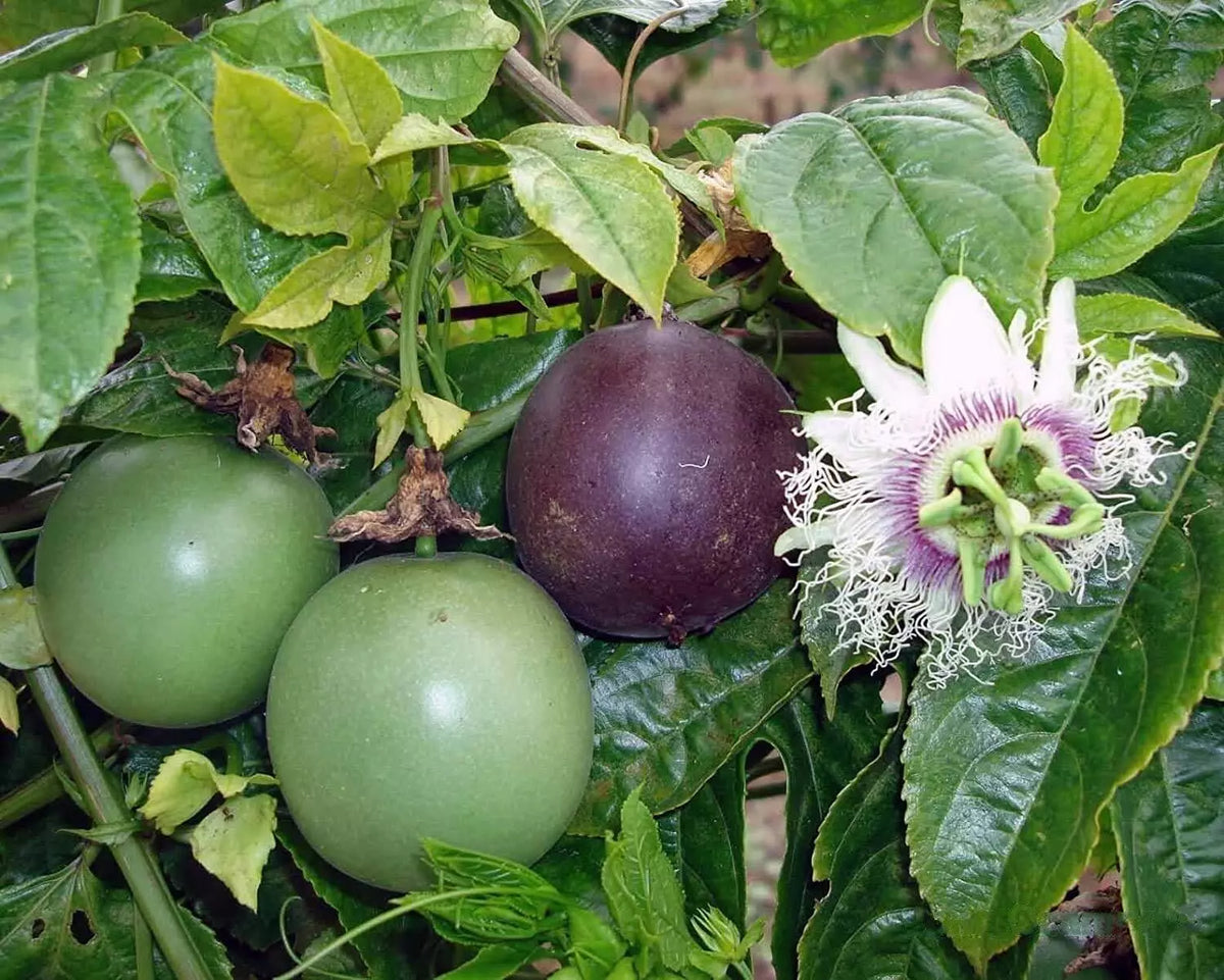 Passion Fruit Seeds - 20+ Seeds - Passiflora edulis - Tropical Fruit Variety for Home Gardening